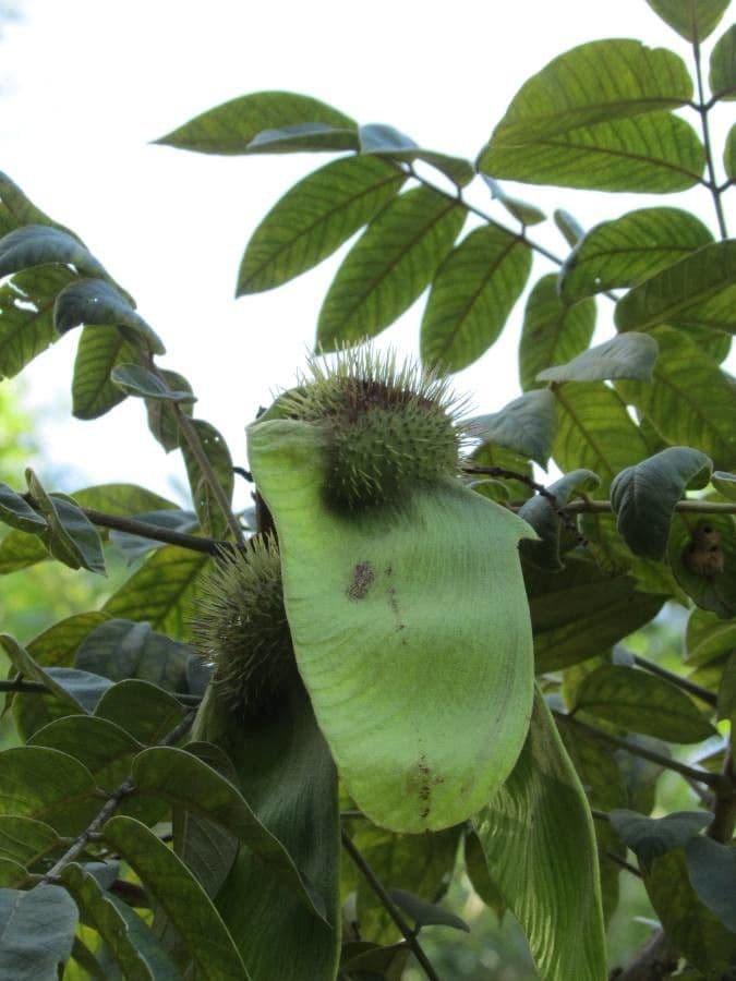 Centrolobium tomentosum