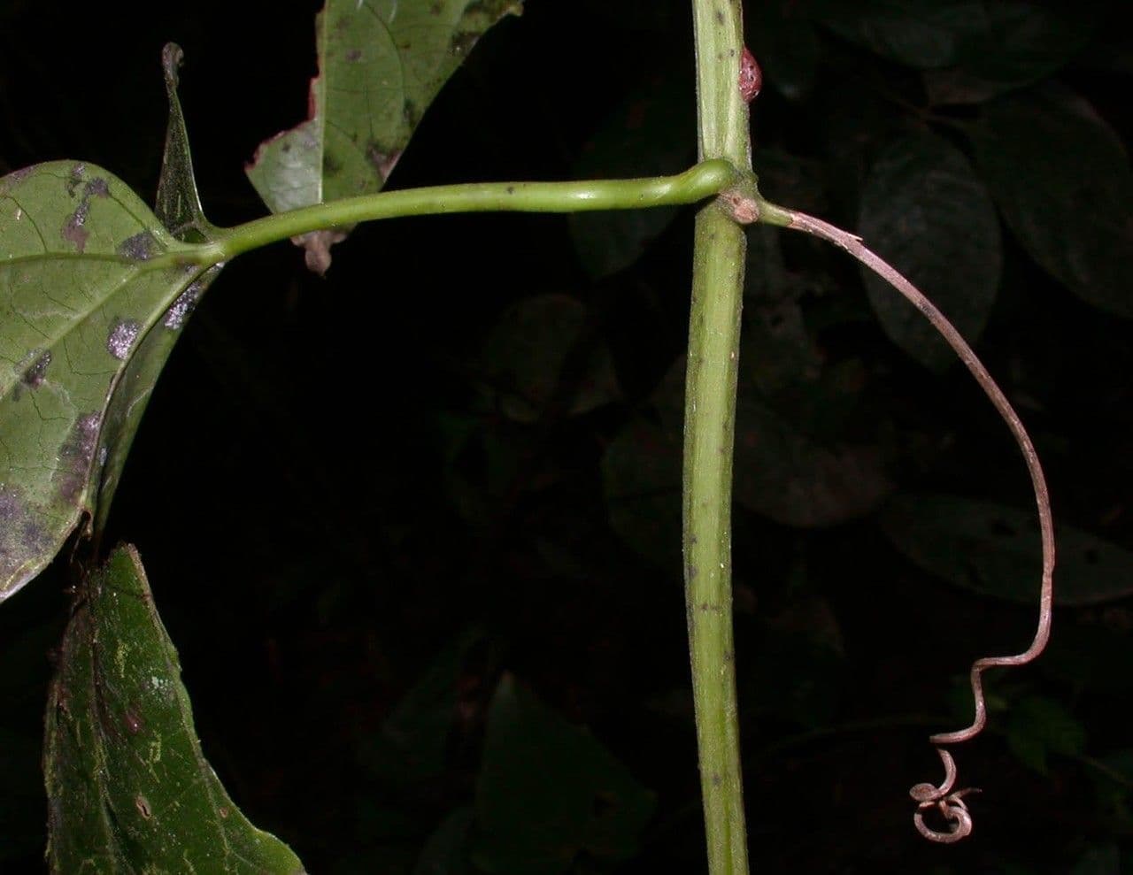 Fevillea cordifolia 15
