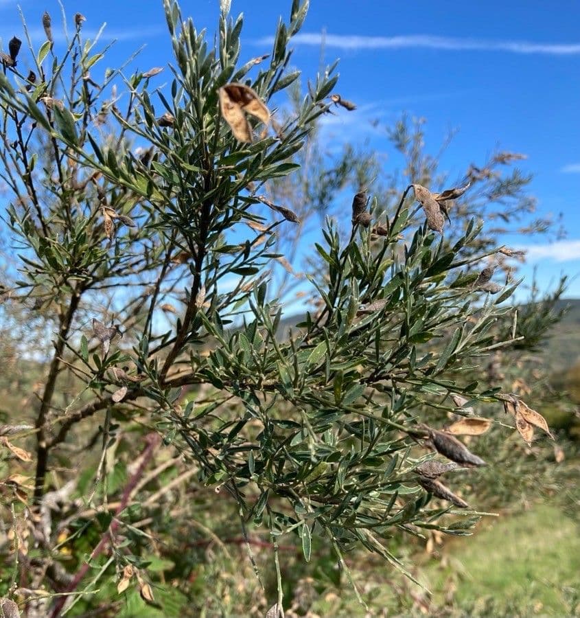 Ginestra 12