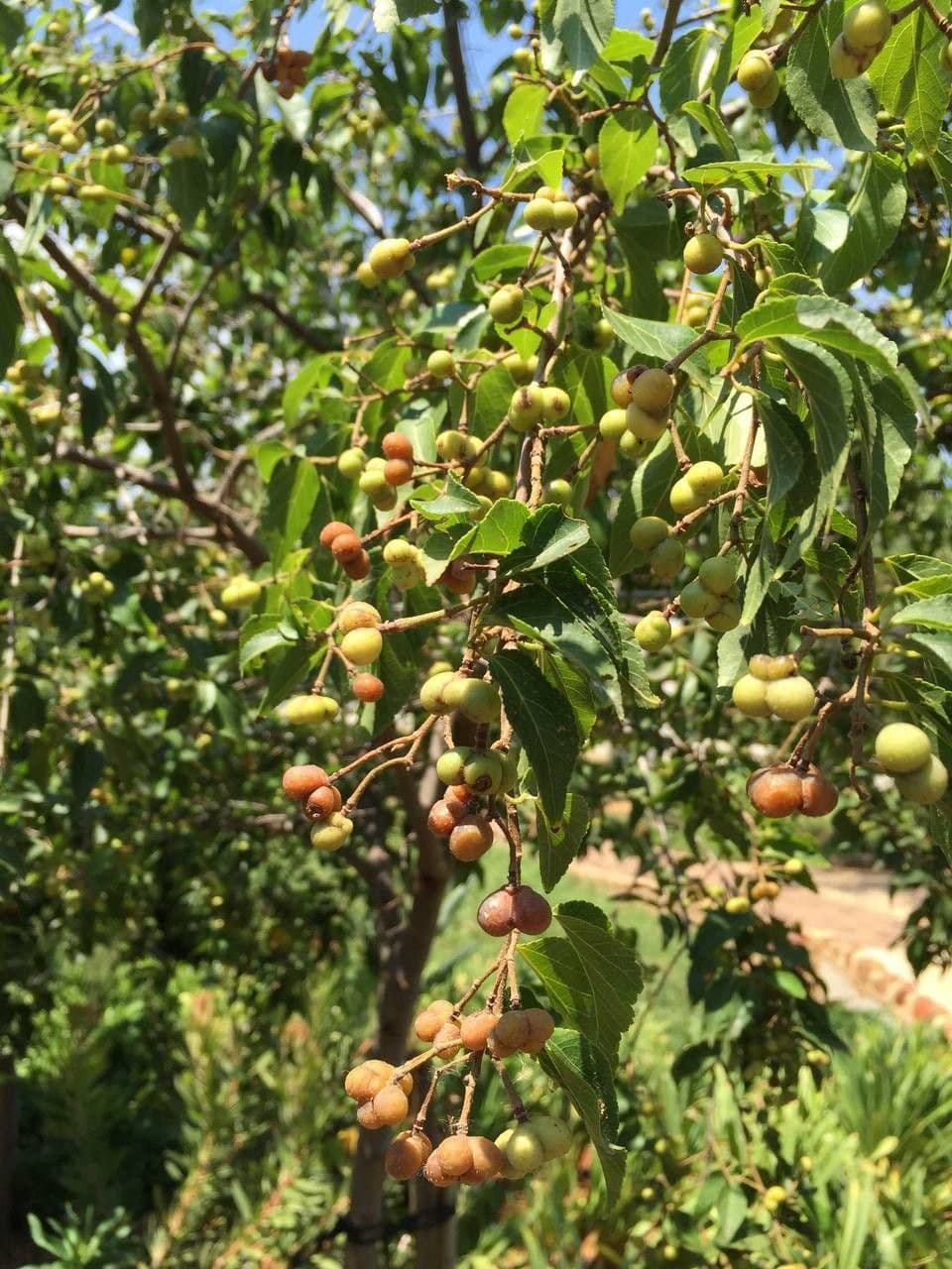 Grewia occidental 15