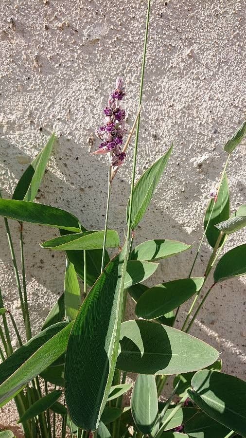 Thalia dealbata 16