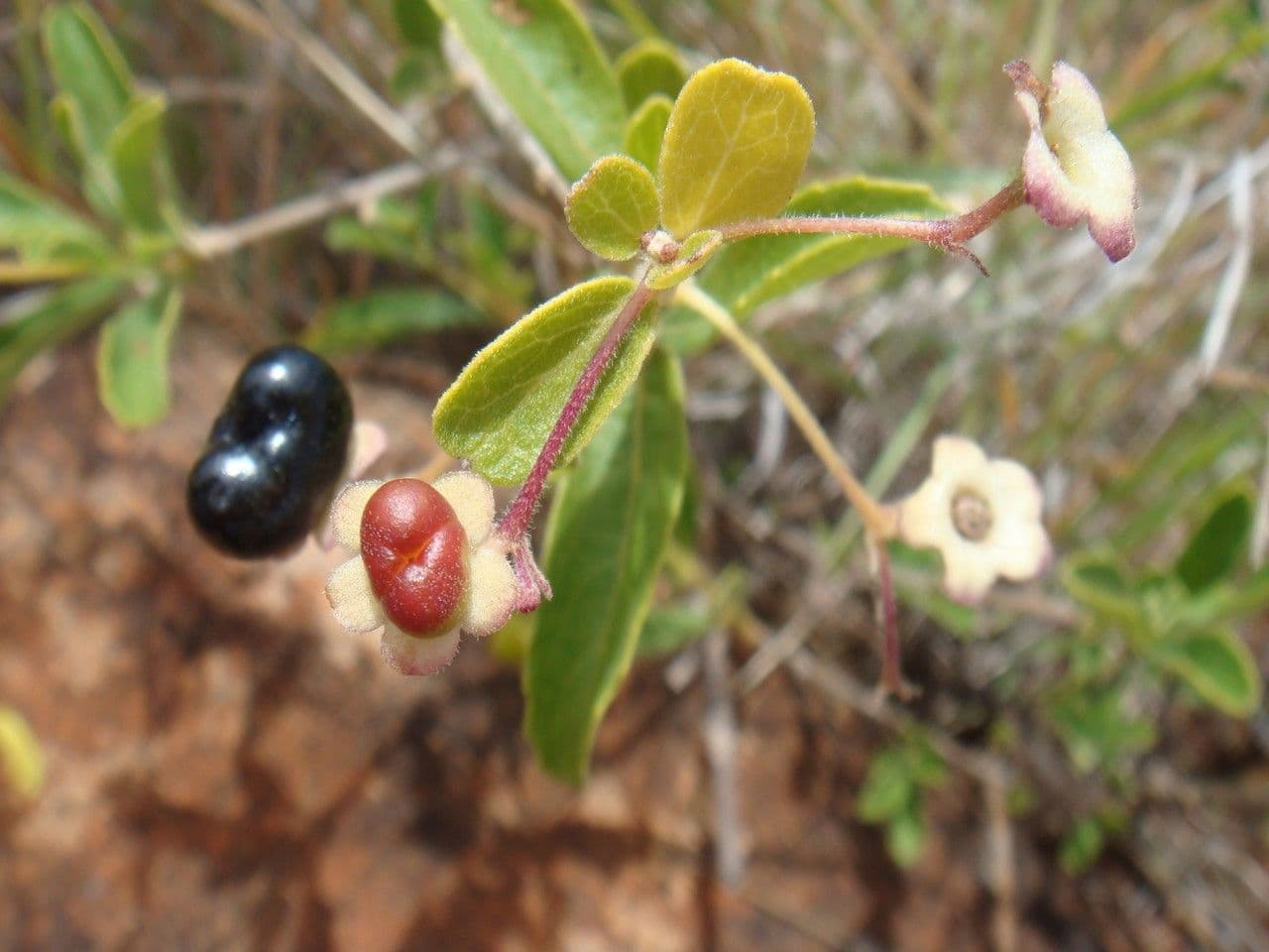 Lantana 25