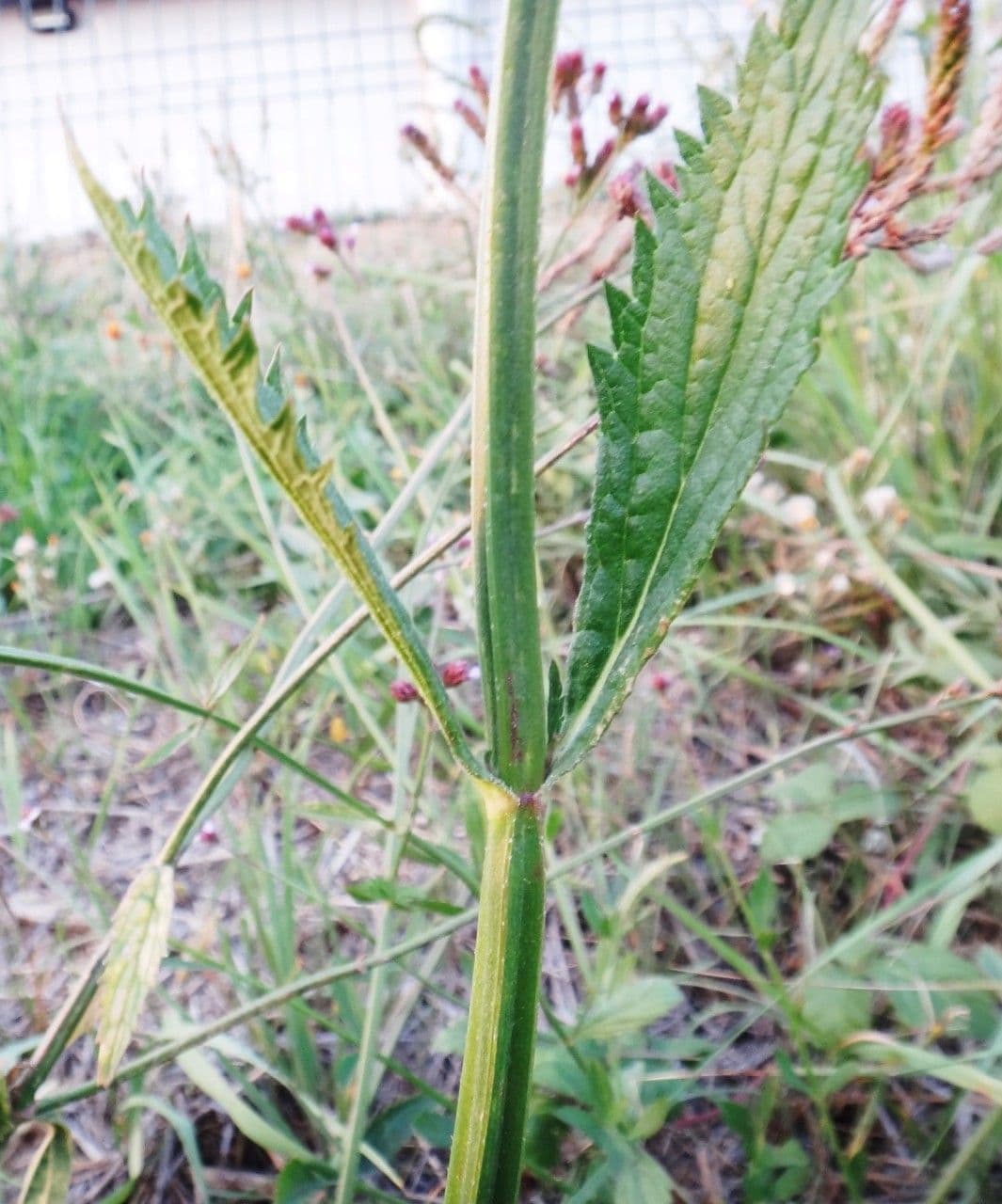 Verbena 24