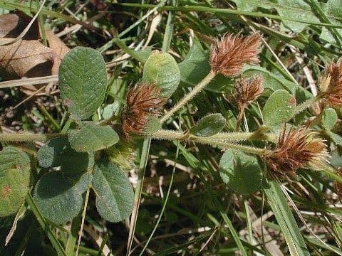 Lespedeza lysá 11