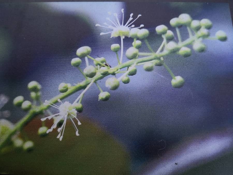 Jatropa 2