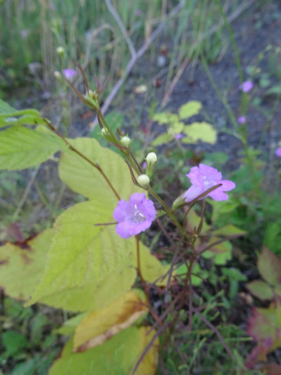 Schmalblättriges Gauklerblümchen 7
