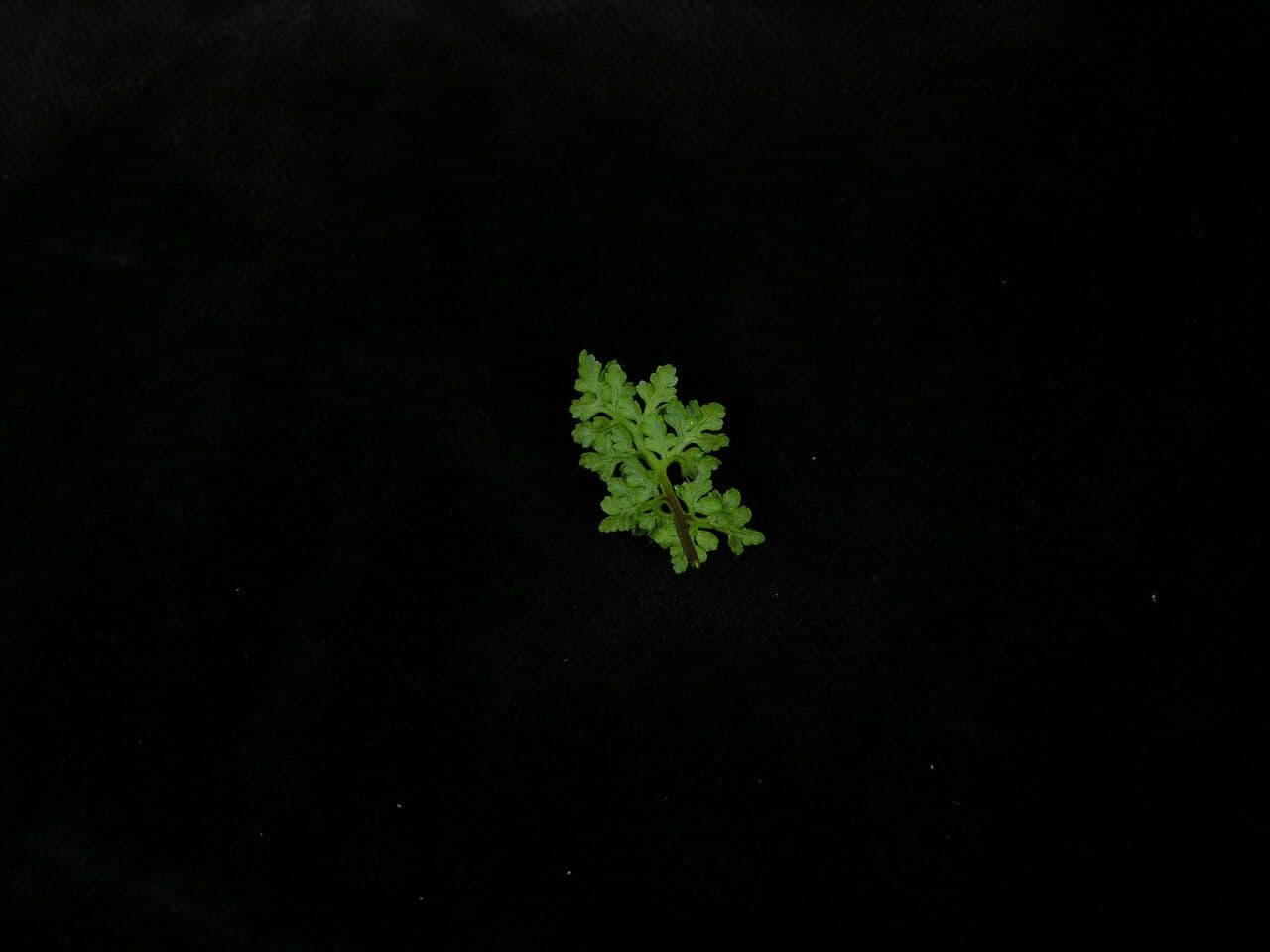 Kryptogramma 4