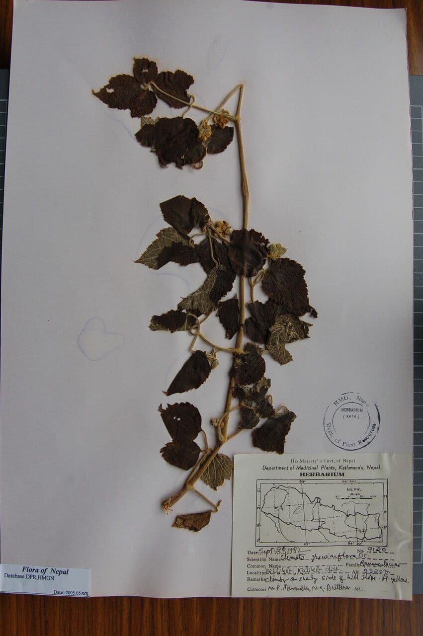 Clematis 5