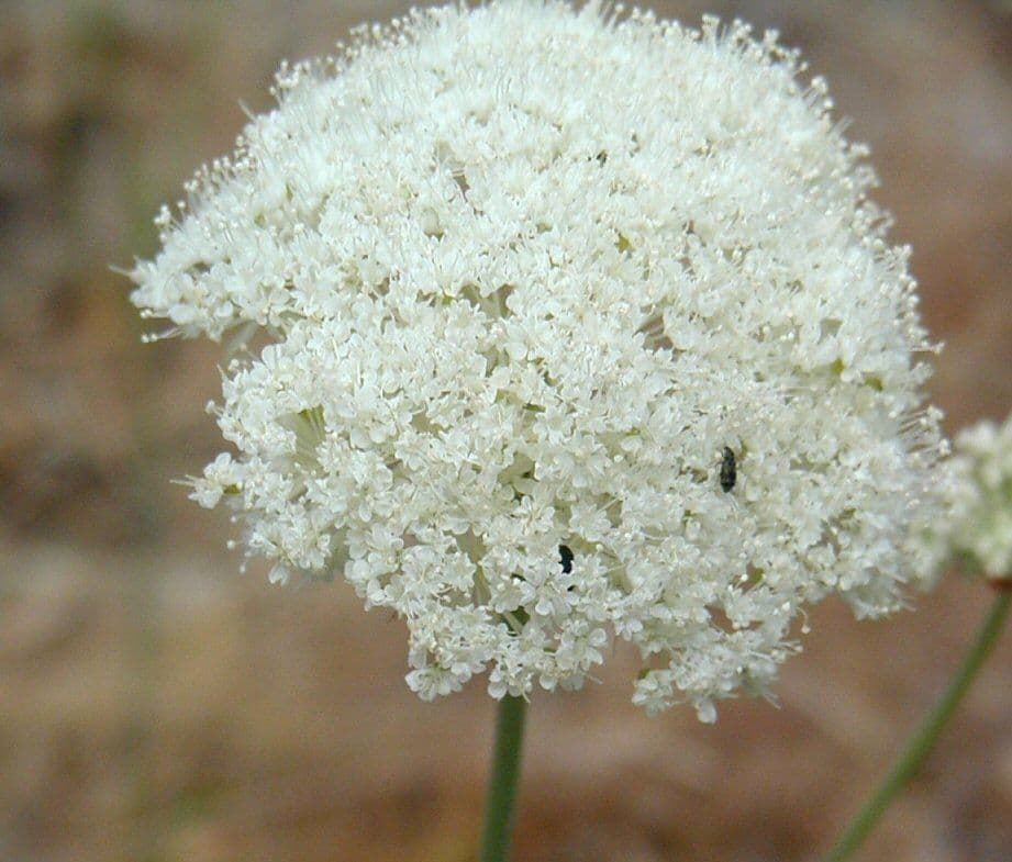 Perideridia 2