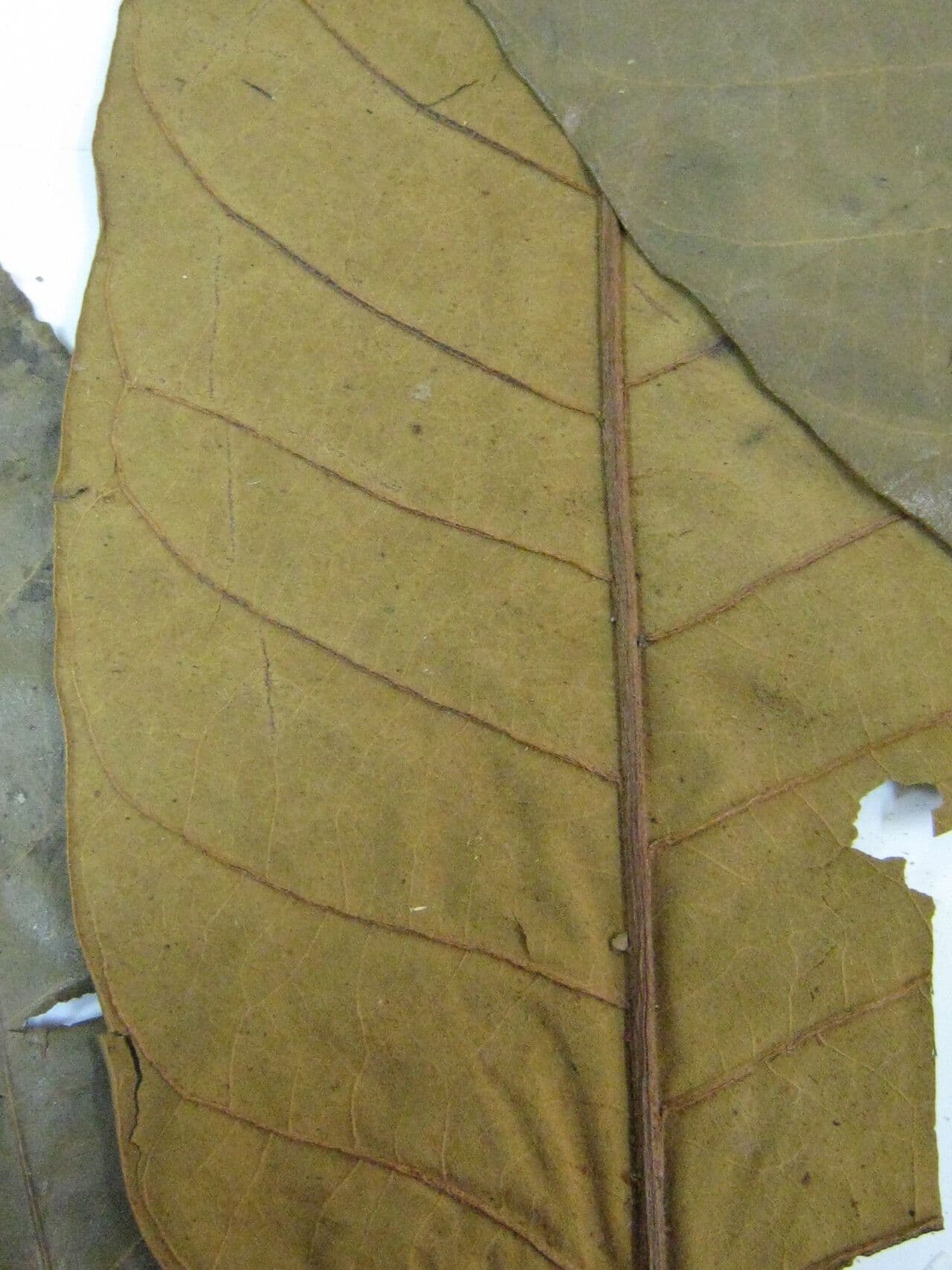 Virola sebifera 23