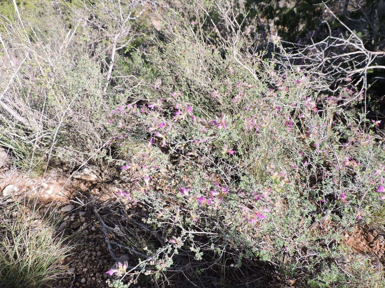 Dalea formosa 9