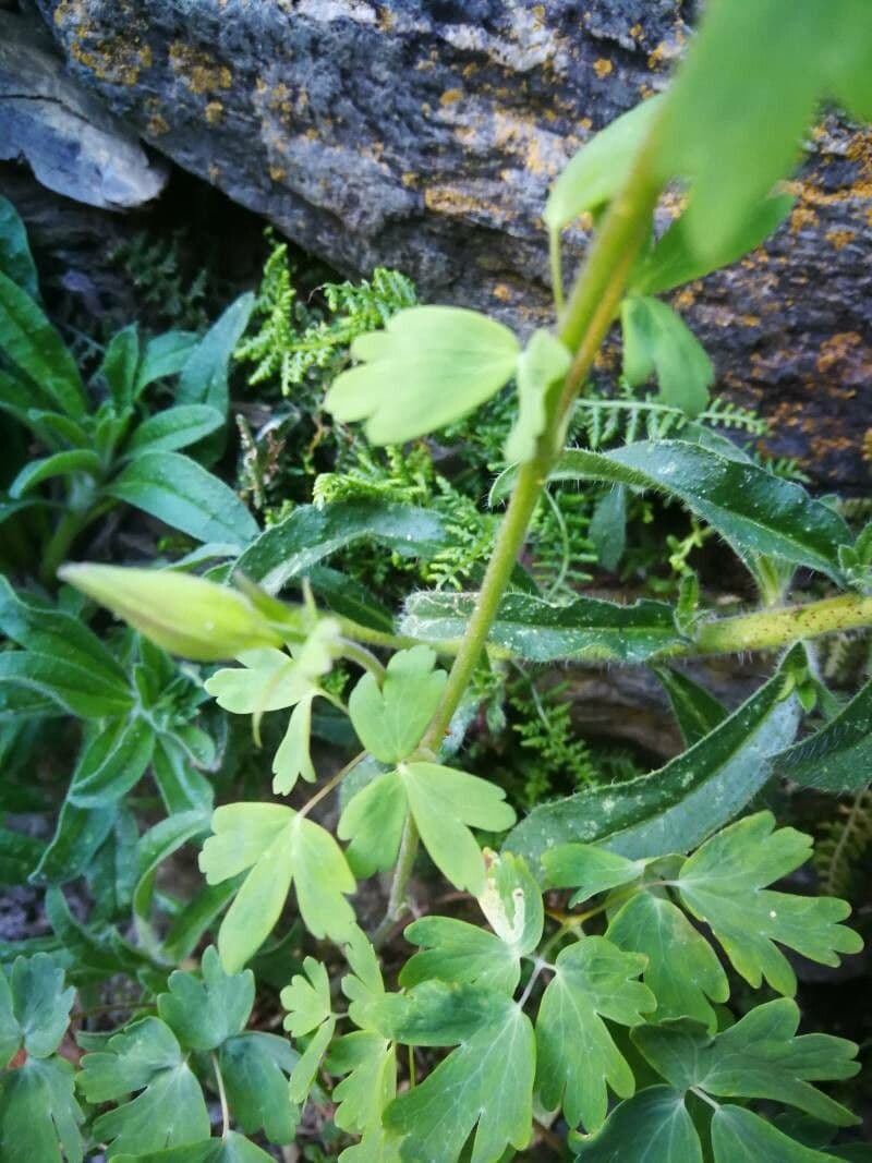 Kanadische Akelei 21