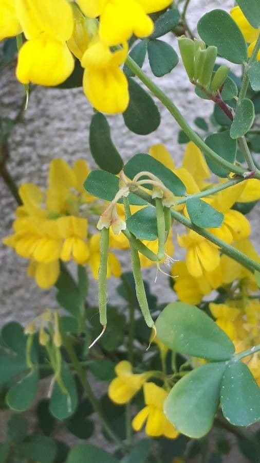 Coronilla valentina