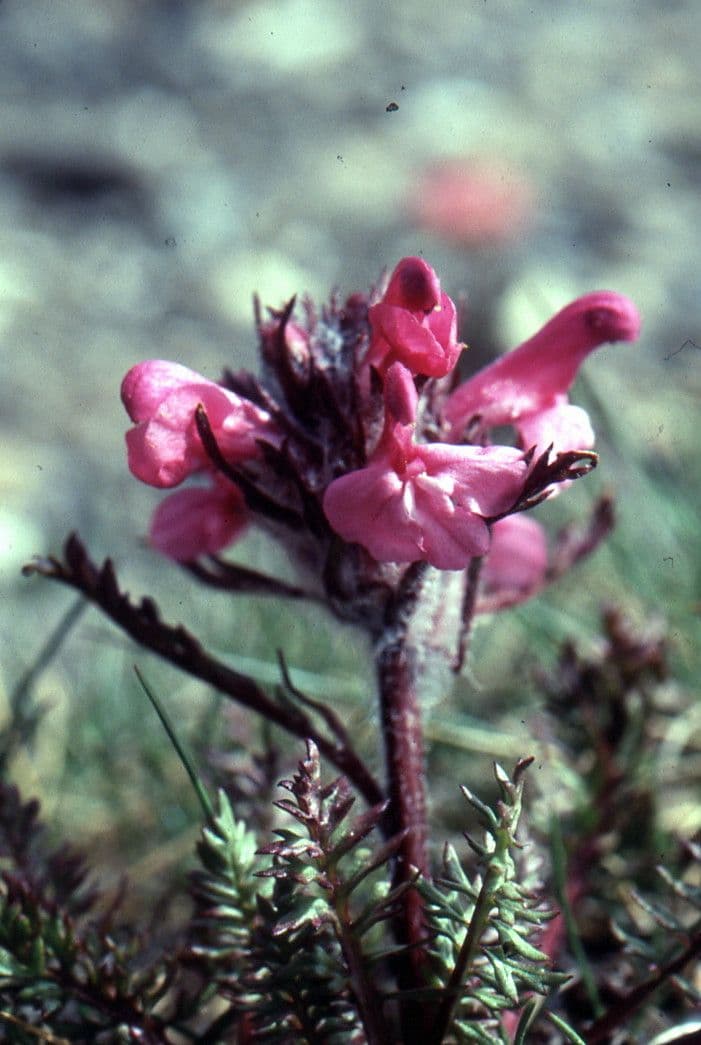 Pedicularis rosea 2