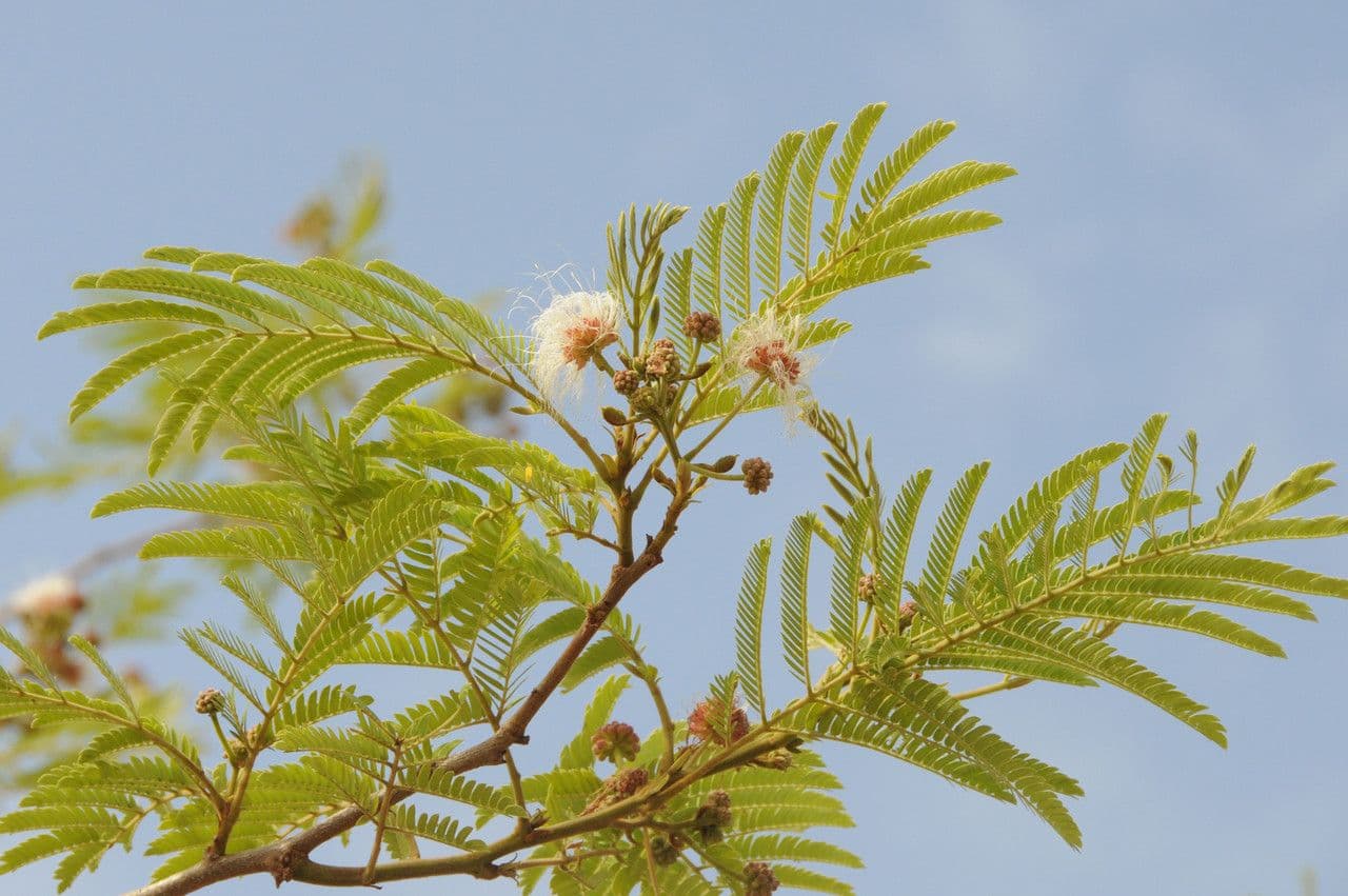 Albizia 4