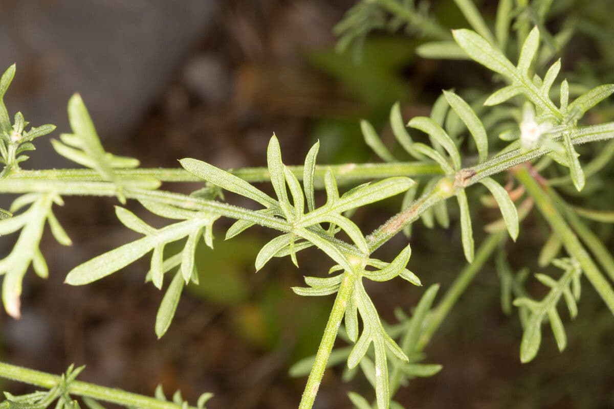 Centaurea 3