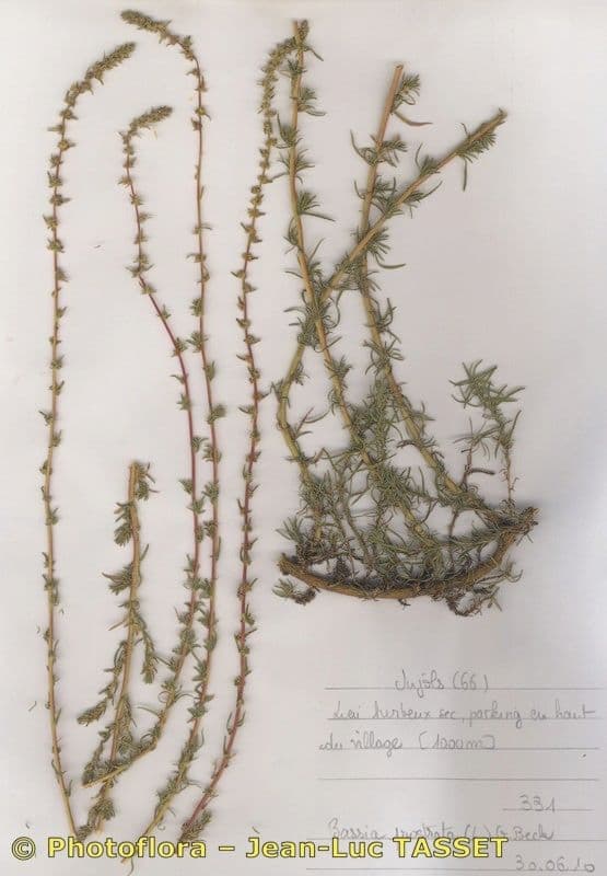 Bassia prostrata 25