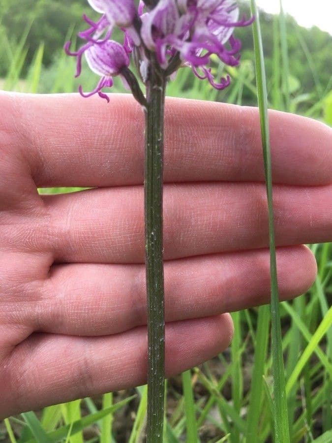Orchide scimmia 21