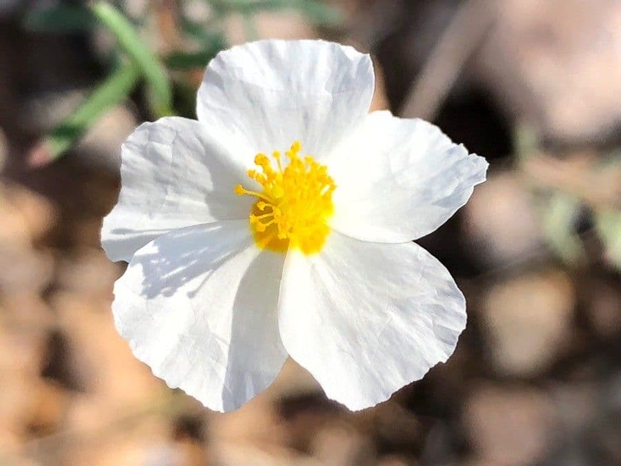 Eliantemo violaceo 6