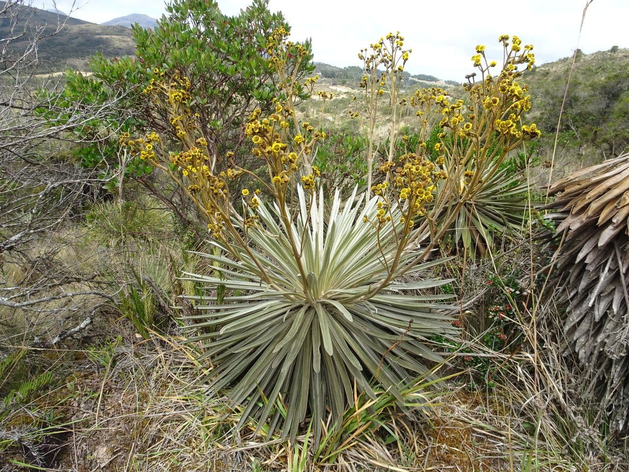 Espeletia 2