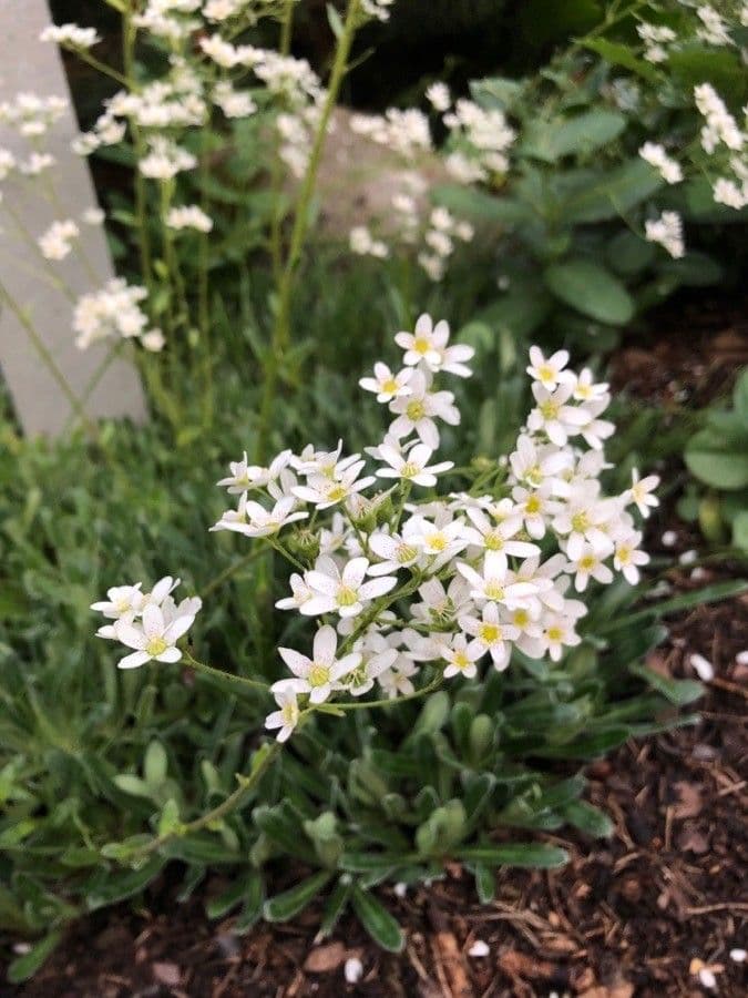 Saxifraga hostii 4