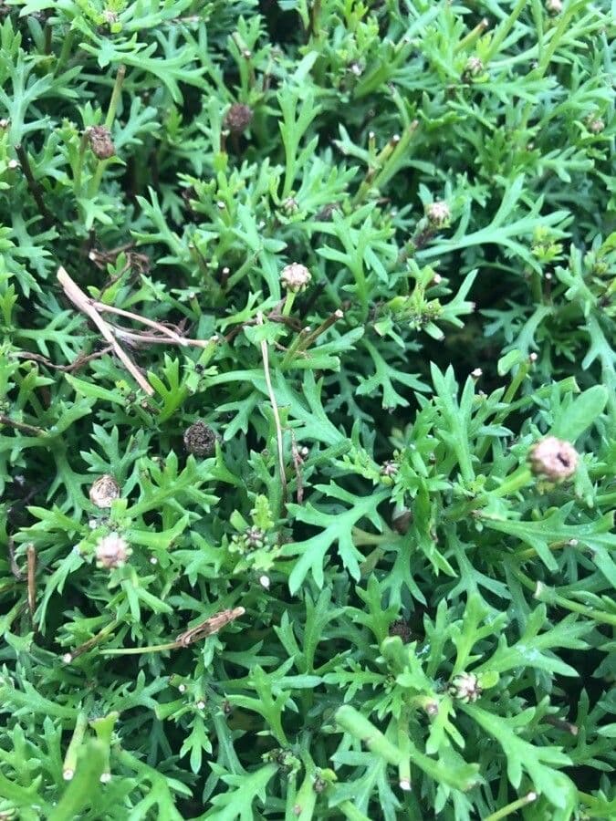 Rhodanthemum 10