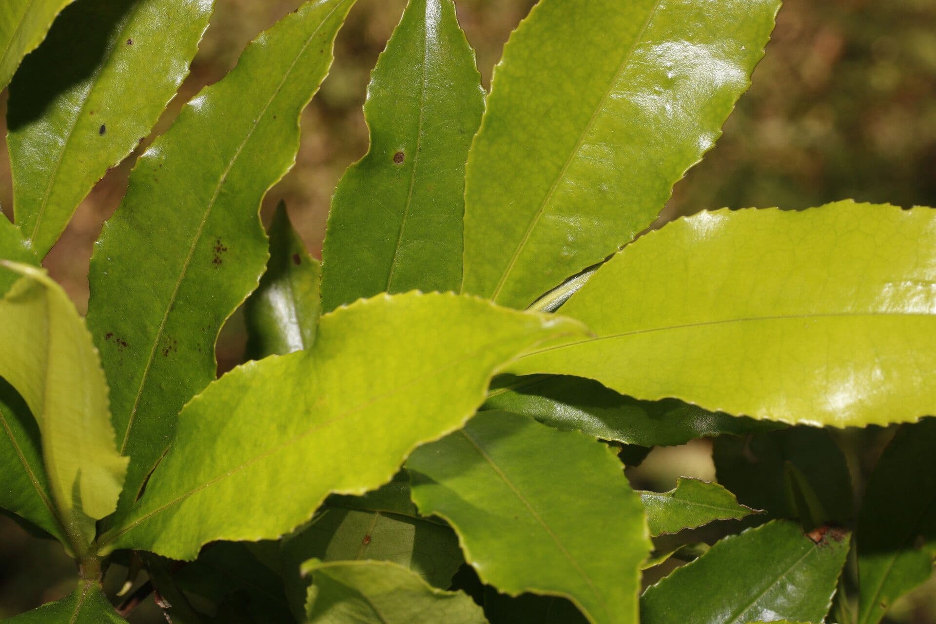 Gordonia arbustiva 7