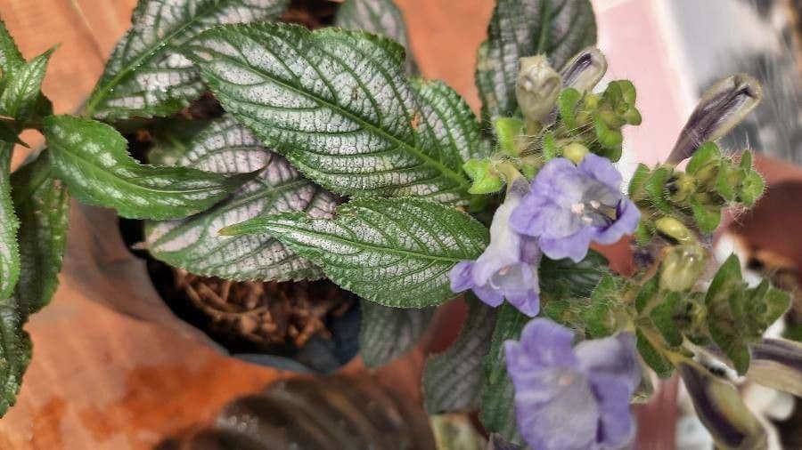Strobilanthes 5