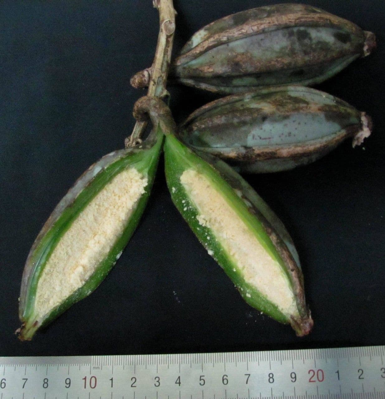 Catasetum maculato 3