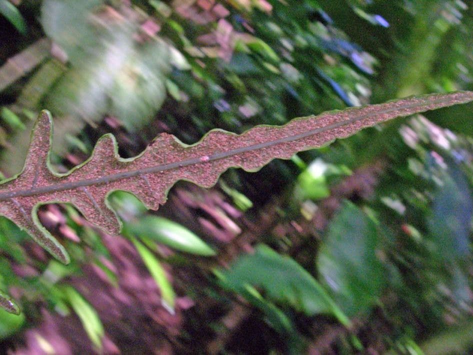 Bolbitis portoricensis 5