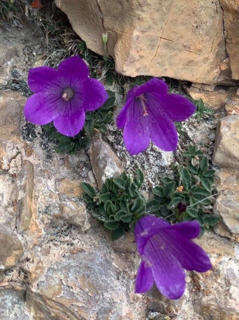 Campanula 5