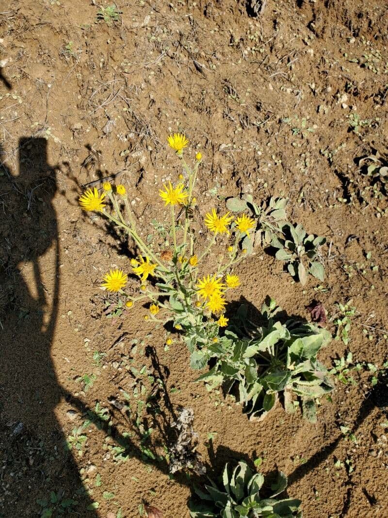 Eteroteca grandiflora 6