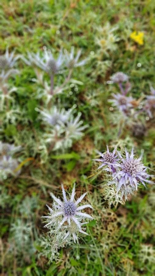 Panicaut