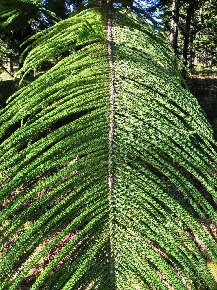 Araucaria 8