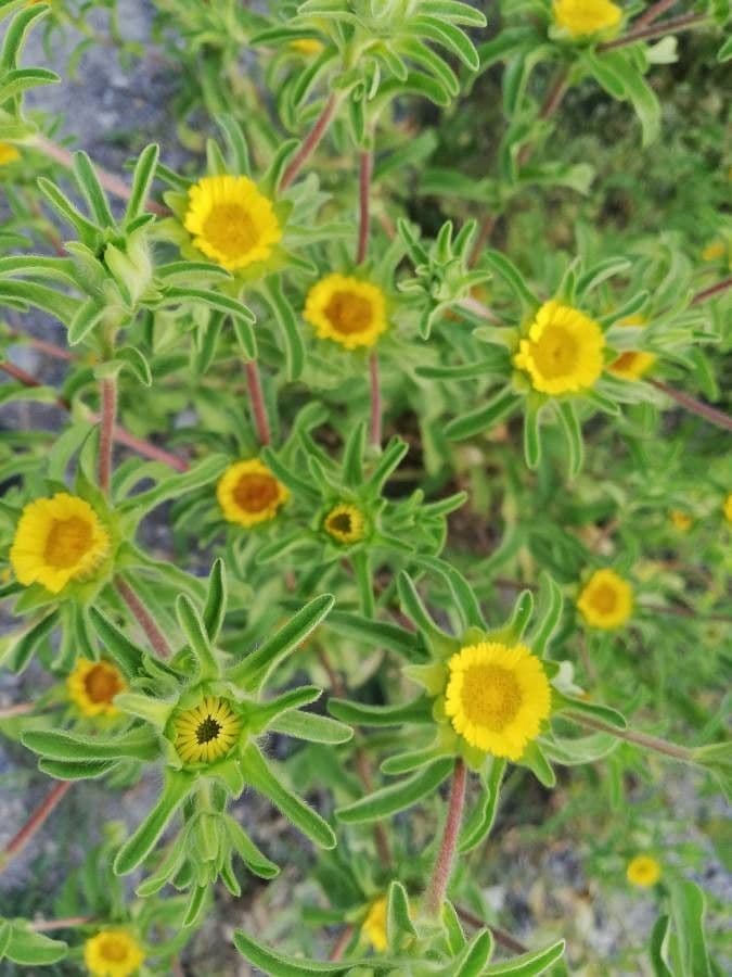 Asteriscus acquatico 16