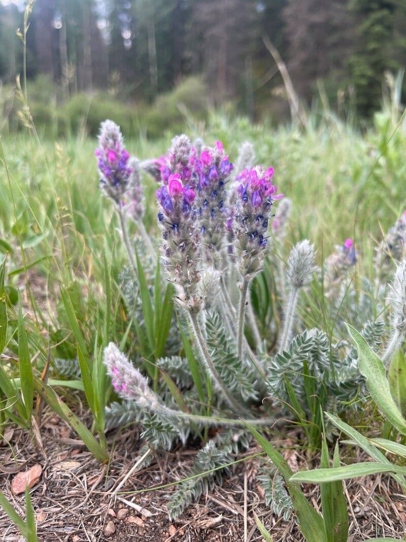 Oxytropis splendens 6