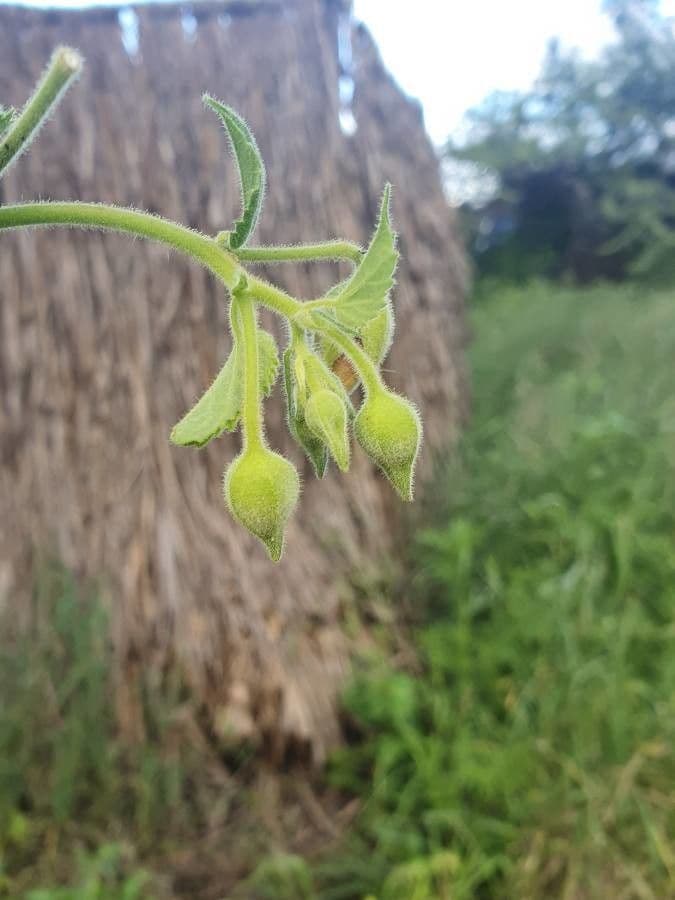 Abutilon 19