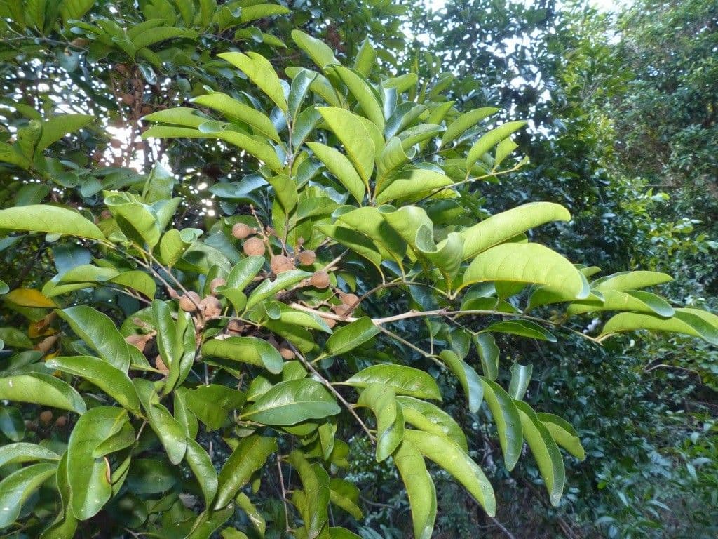 Cupaniopsis 5