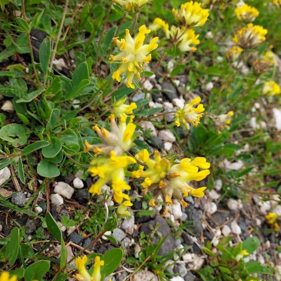 Antyllis alpina 5