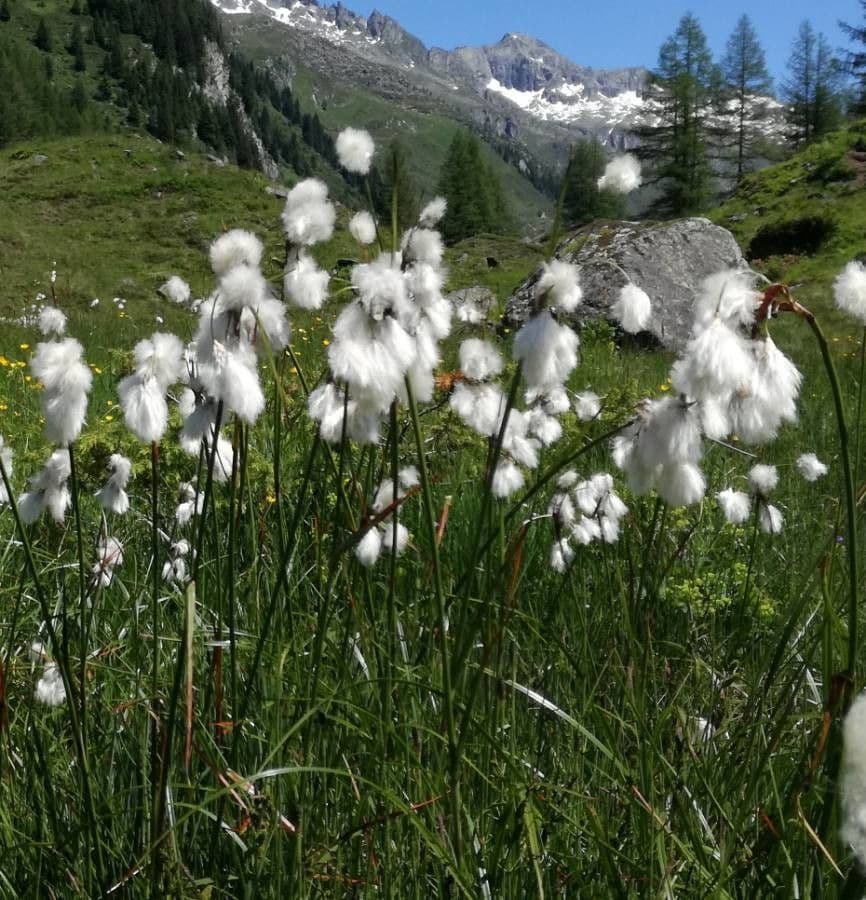 Schmalblättriges Wollgras 15