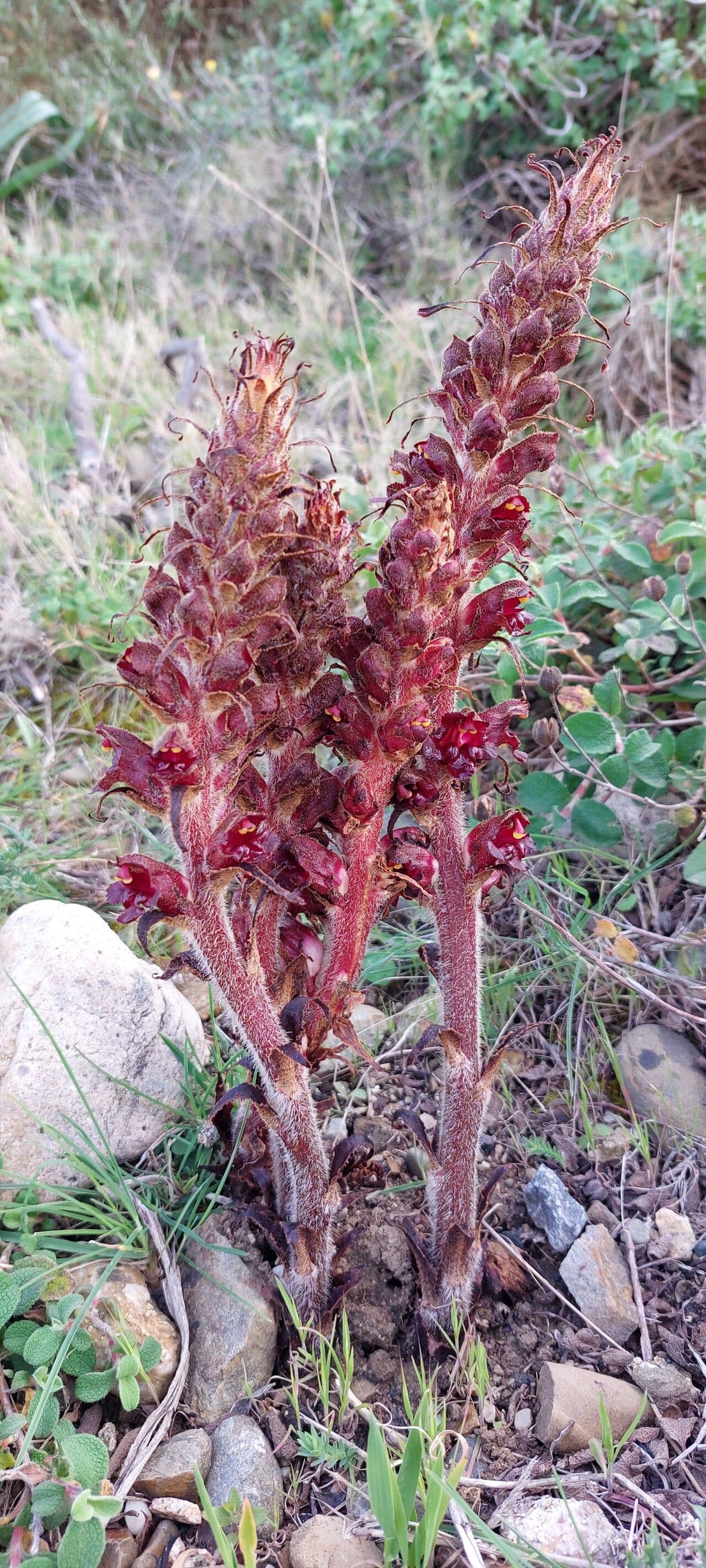 Orobanca variegata 3