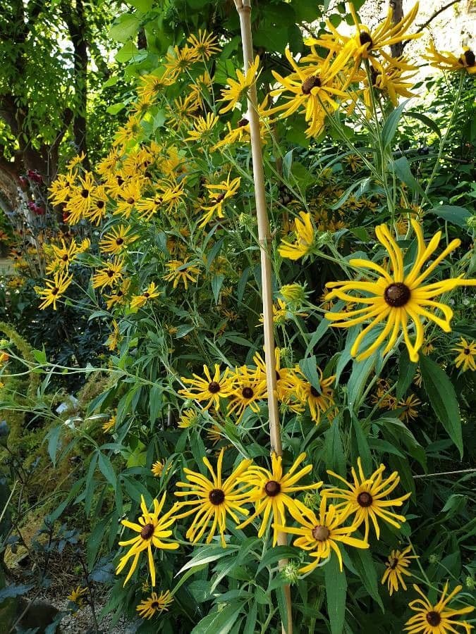 Rudbeckia dolce 5