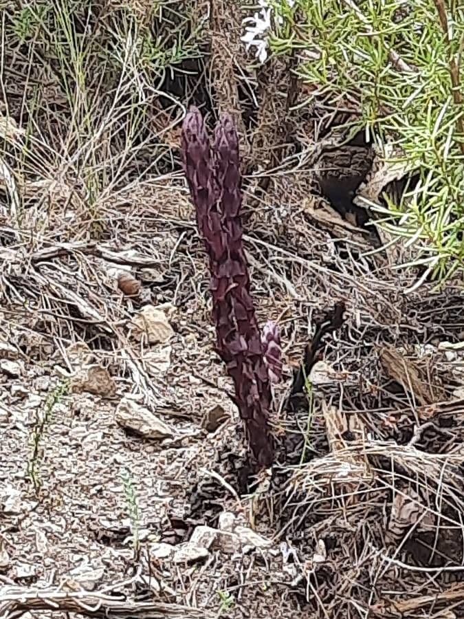 Orobanche sanguigna 12