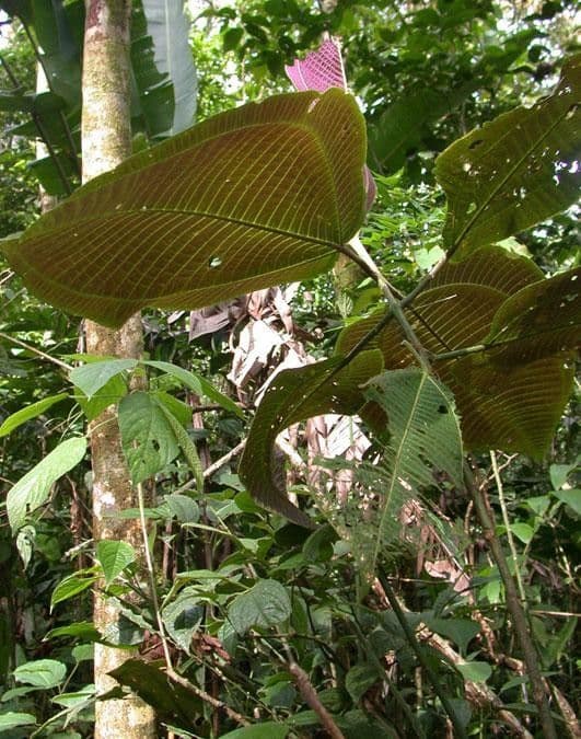 Miconia 15