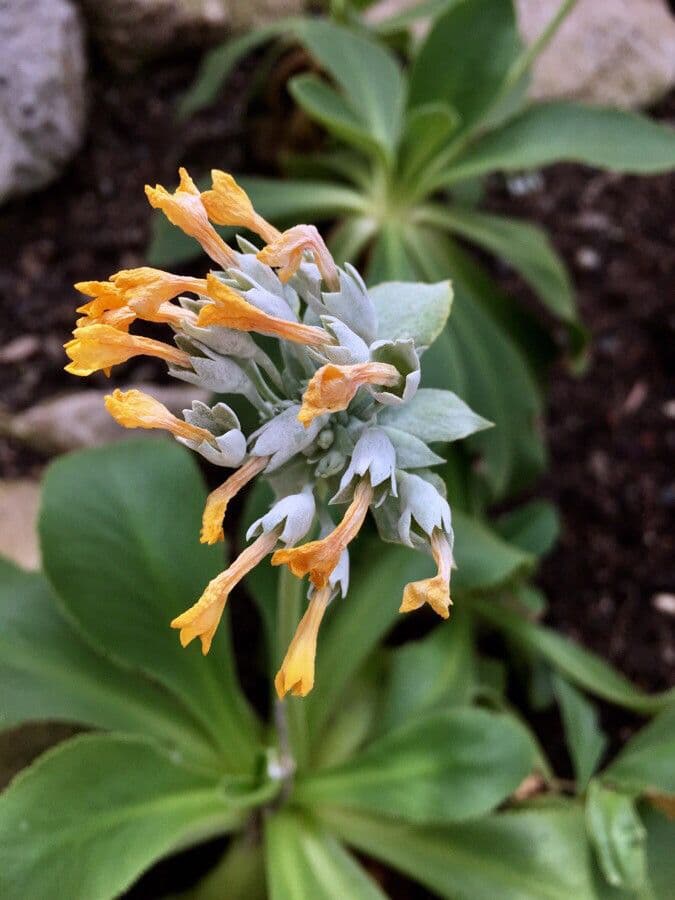 Primula 4