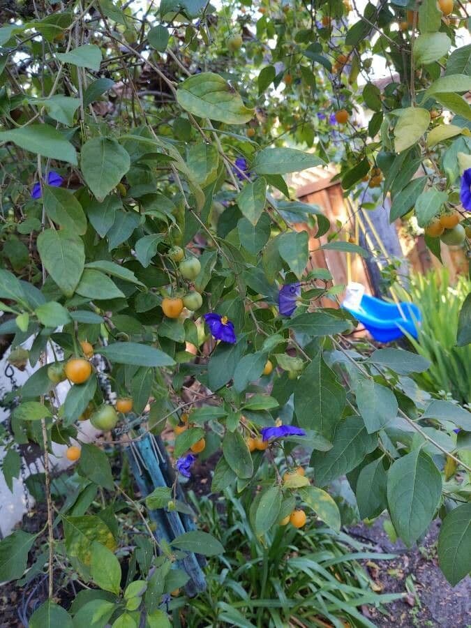 Lycianthes