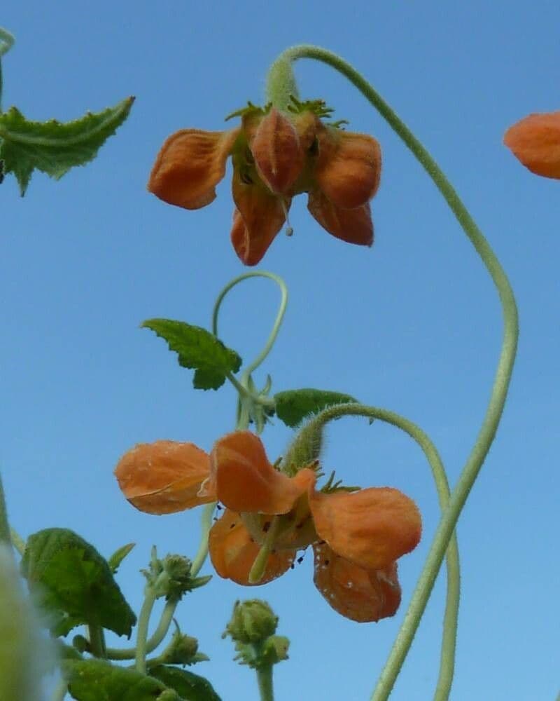 Caiophora 2