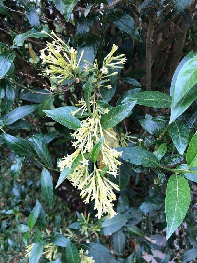 Cestrum nocturno 10