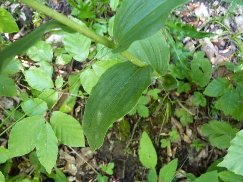 Epipactis leptochila 16