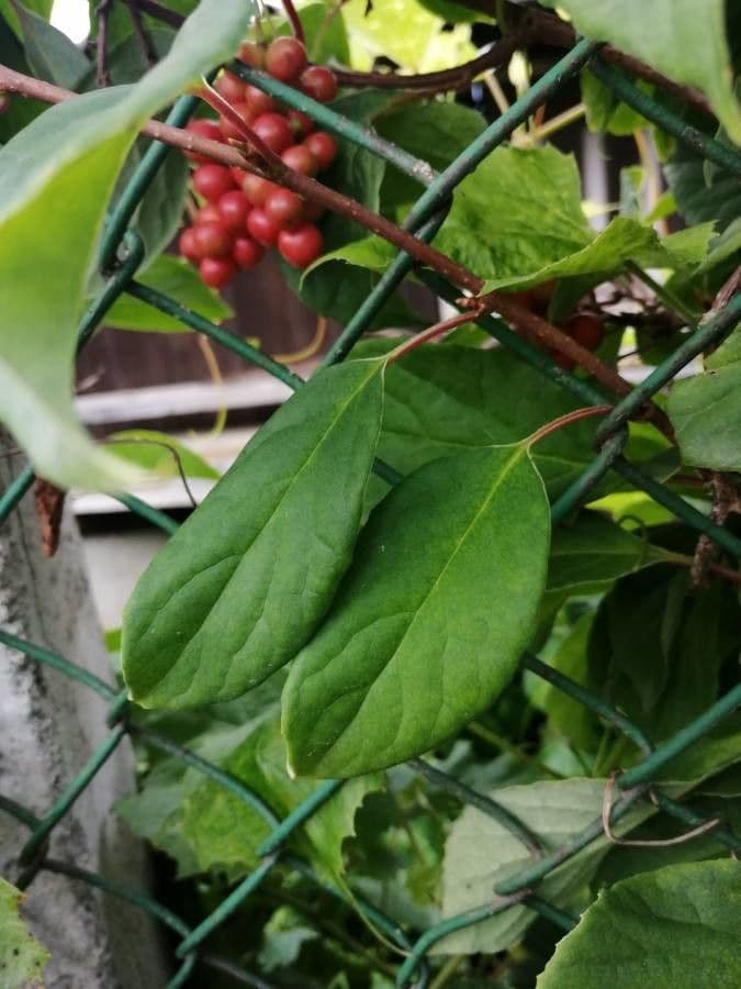 Schisandra chinensis 16